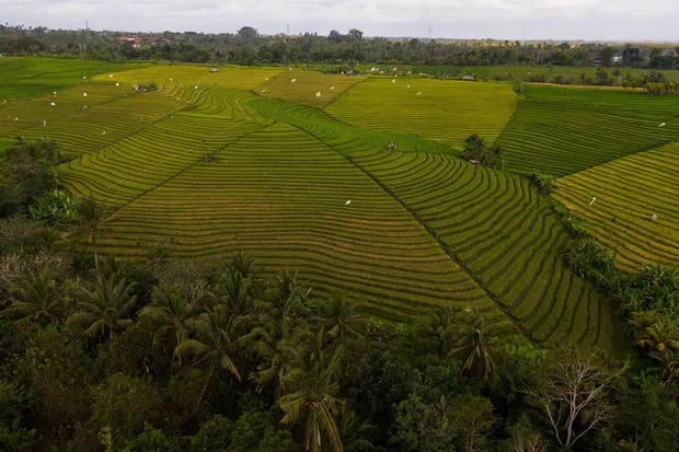 Vista aérea de cultivos en terrazas